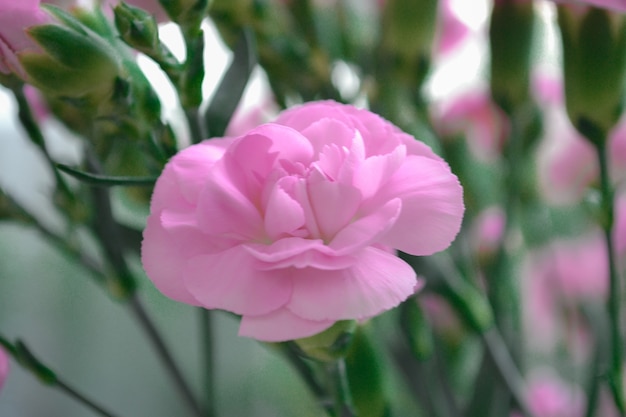 Pink bush carnation beautiful bright bouquet