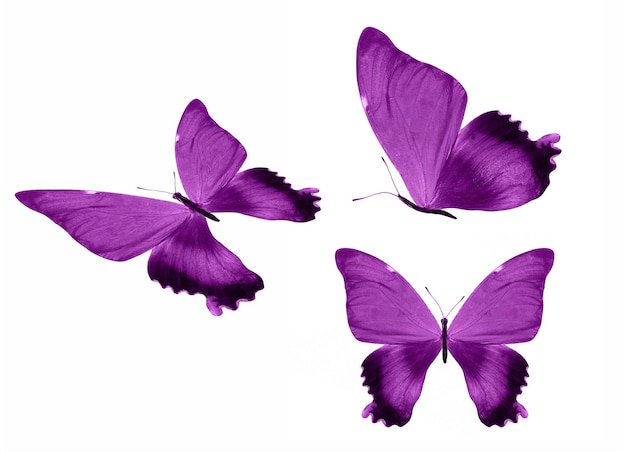 Pink butterflies isolated on white background. tropical moths. insects for design. watercolor paints