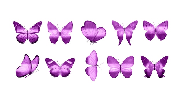 Pink butterflies isolated on white background. tropical moths. insects for design. watercolor paints