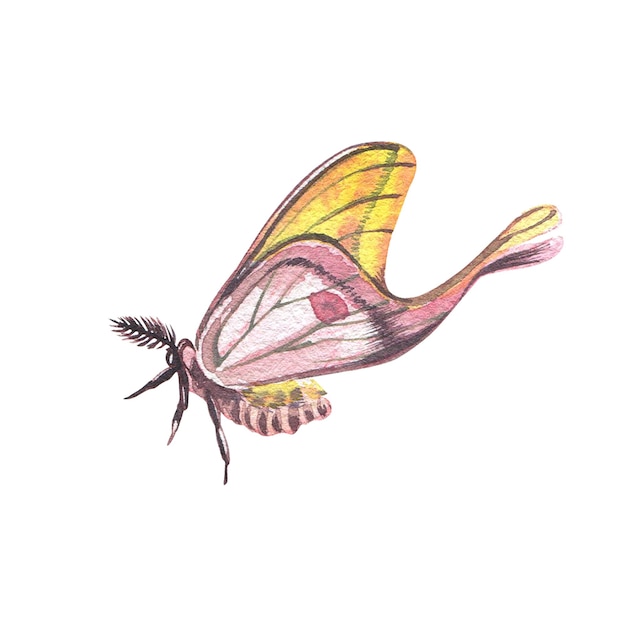 Pink butterfly with detailed wings isolated on white background watercolor hand drawn realistic