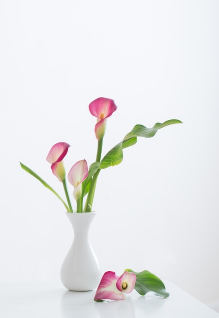 pink calla lily in vase  on white background