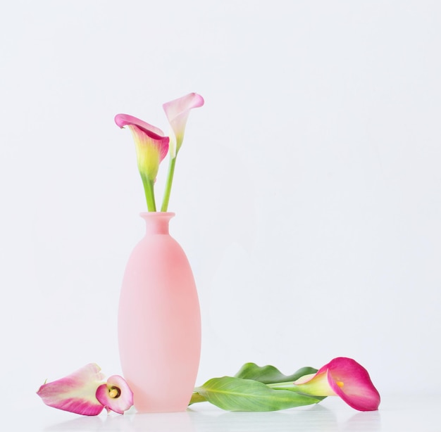 Pink calla lily in vase on white background