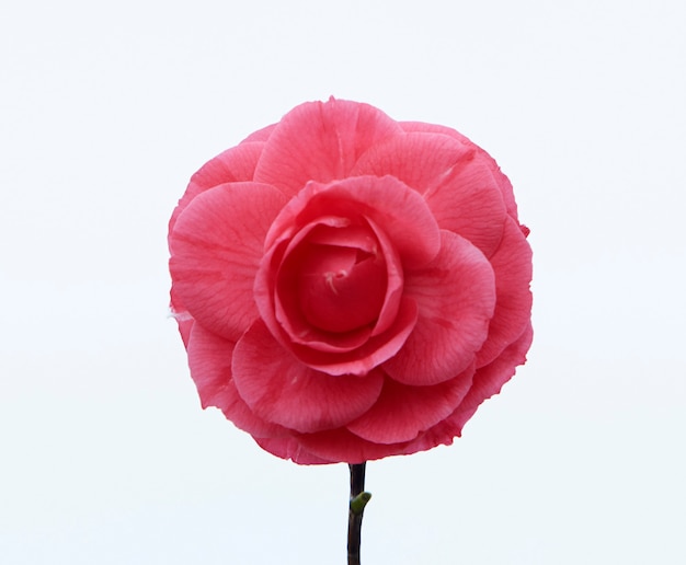 Pink camellia flower. Isolated. White background