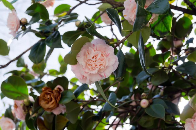 Photo a pink camellia flower with green leaves