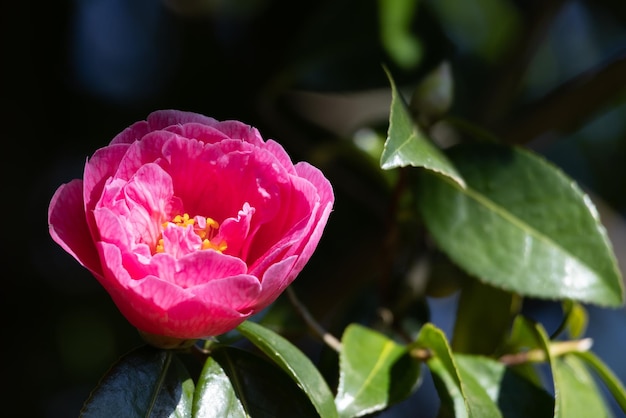 Pink Camellia in Full Bloom in East Grinstead