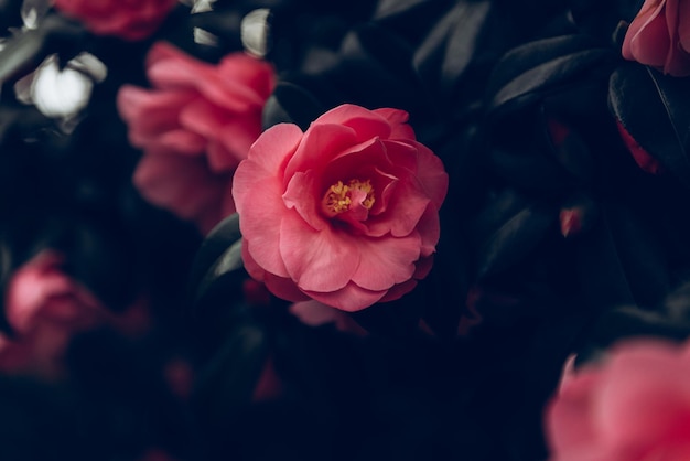 Pink Camellia Tree with Blooming Flowers