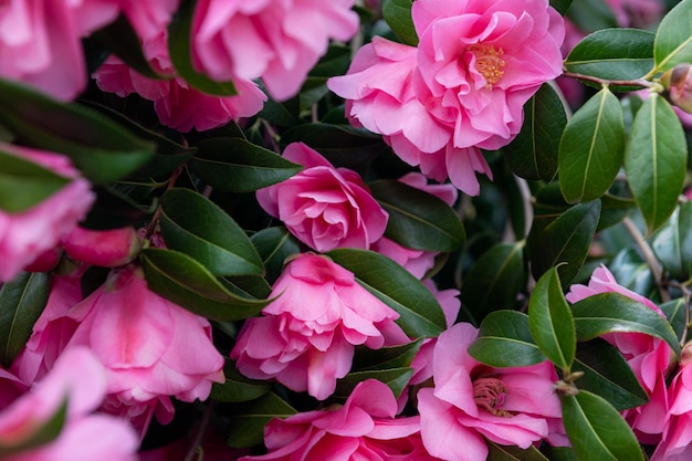 Pink Camellia Tree with Blooming Flowers