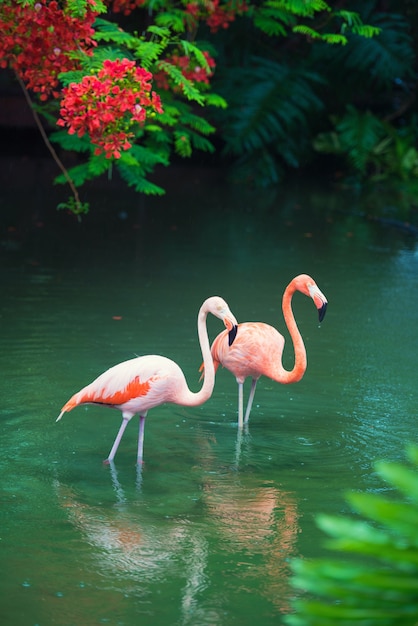 The pink Caribbean flamingo goes on water. Pink flamingo goes on a swamp.