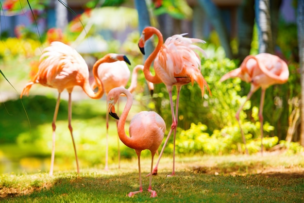 The pink Caribbean flamingo goes on water