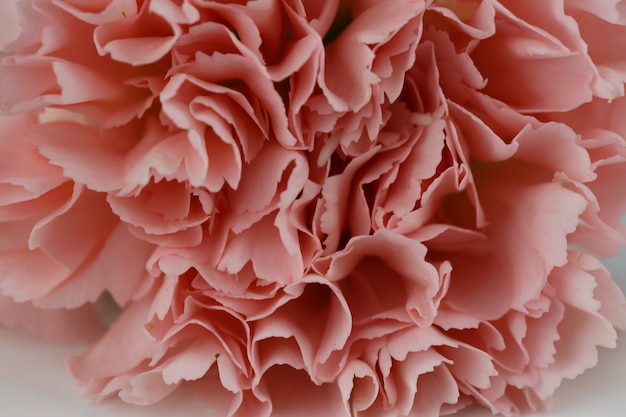 Pink Carnation close up