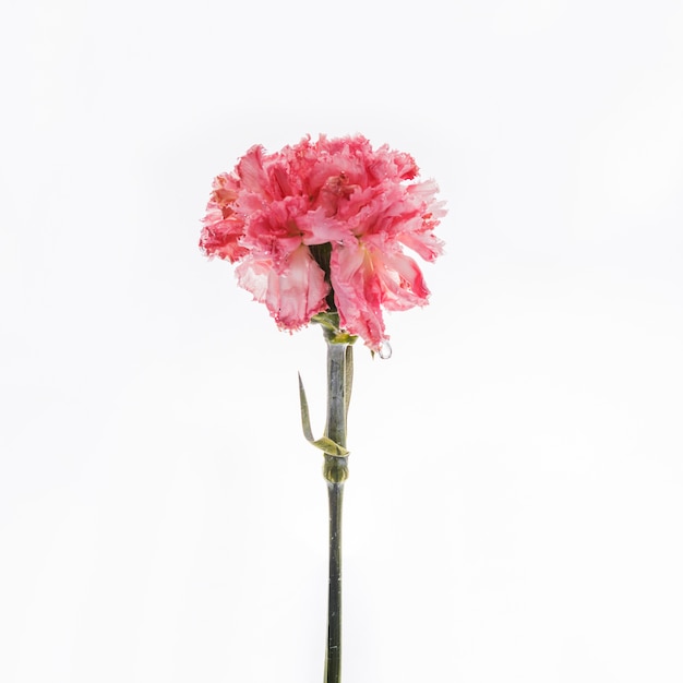 Pink carnation falling into water