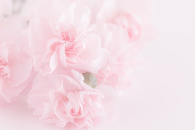 Pink Carnation Flowers Bouquet on light pink background. 