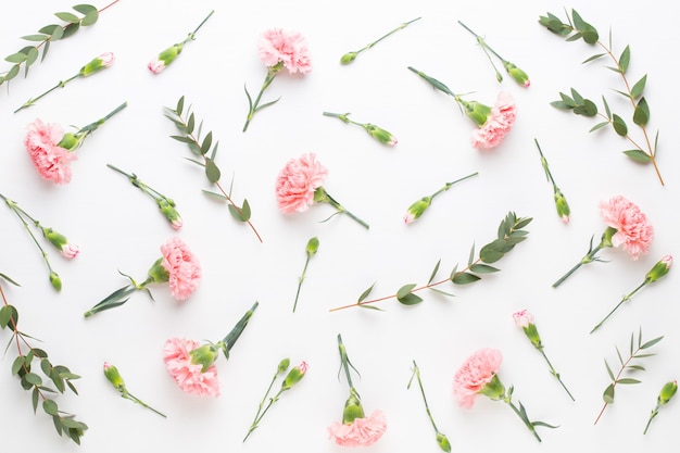 Pink carnation flowers top view