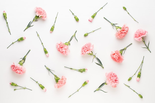 Pink carnation flowers on white background