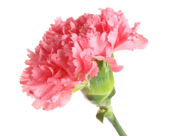 Pink carnation isolated on white