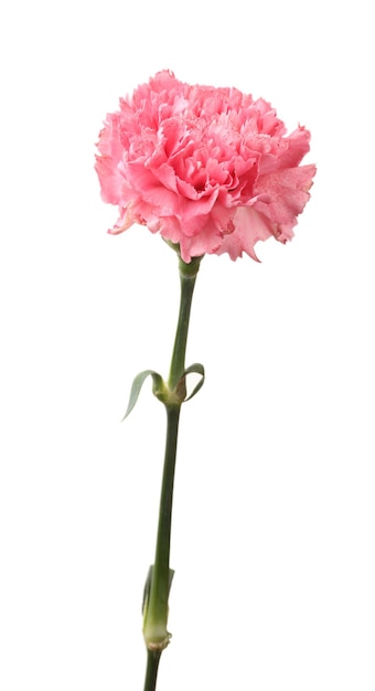 Pink carnation isolated on white