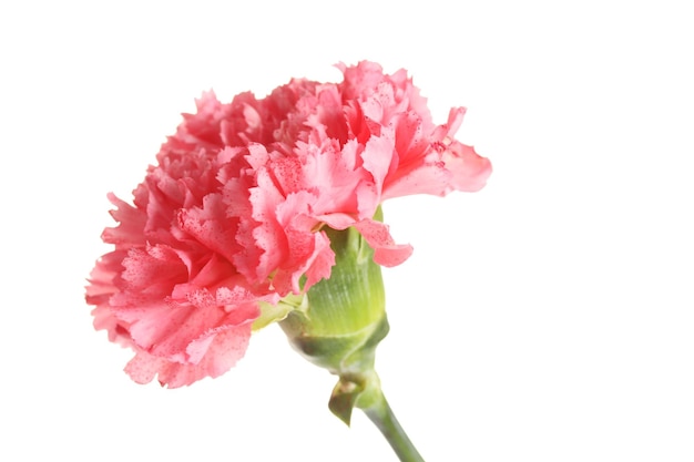 Pink carnation isolated on white