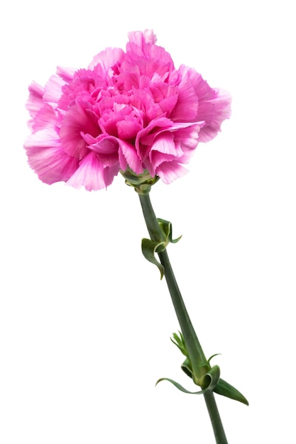 Pink carnation