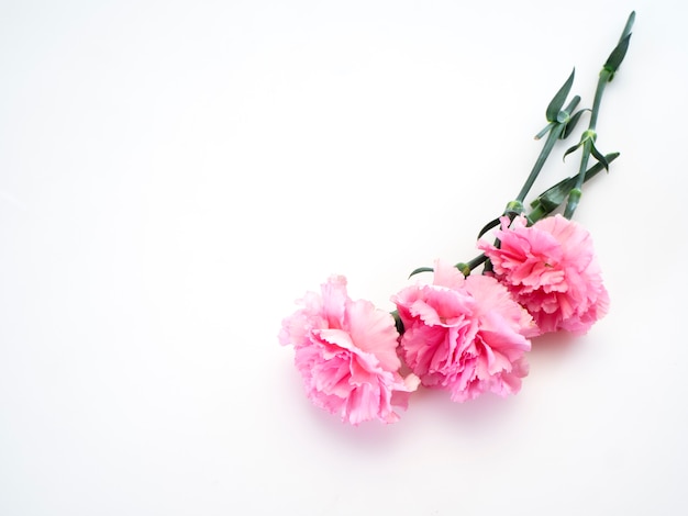 Pink carnations flower for Mother's day 