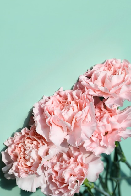 Pink carnations on a greenblue background Bouquet of garden carnations close up selective focus