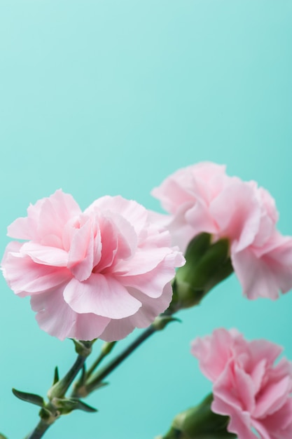 Pink carnations on mint green wall