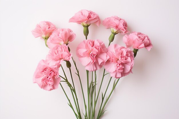 Photo pink carnations on white background