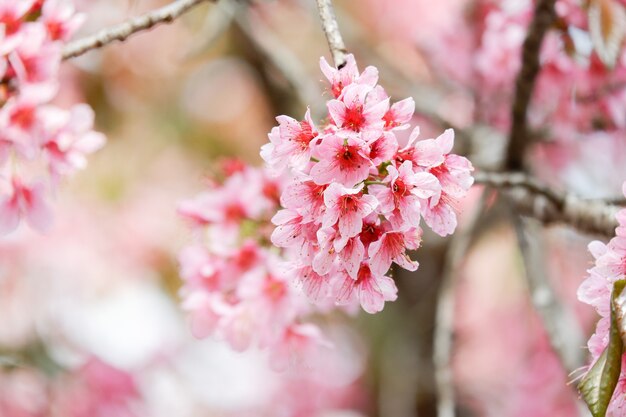 Pink cheery blossom flower