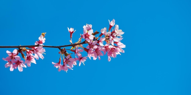 Pink cherry blossom beautiful pink flowers of japanese cherry tree on blue sky background in garden