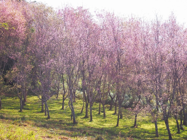 Pink cherry blossom flowers in full bloom