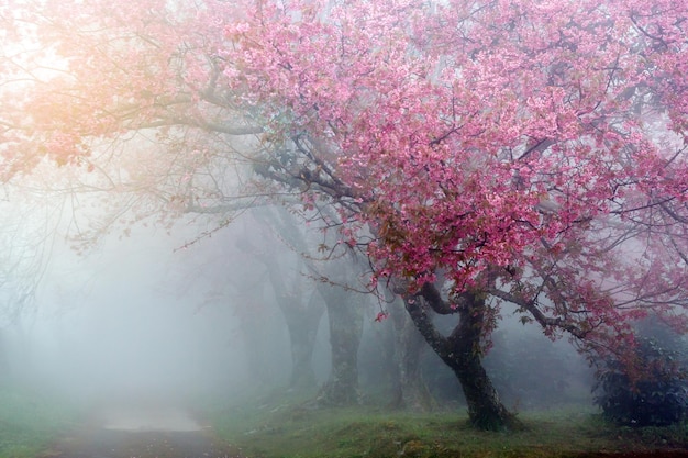 Pink Cherry Blossom Path through a beautiful road in foggy day