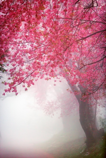 Pink Cherry Blossom Path through a beautiful road in foggy day