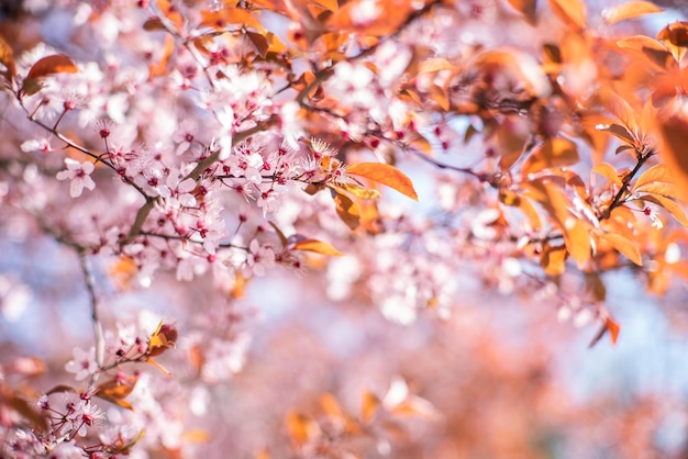 Pink cherry blossom on a tree in the garden on a blurred background floral background