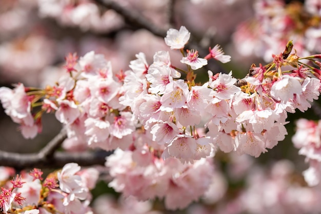 Pink cherry blossomCherry blossom Japanese flowering cherry on the Sakura tree Sakura flowers are representative of Japanese flowers The main part of the winter pass I love everyone