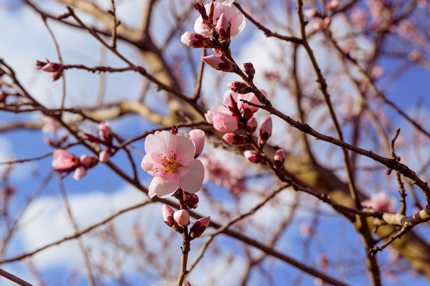 Pink Cherry Blossoms city park