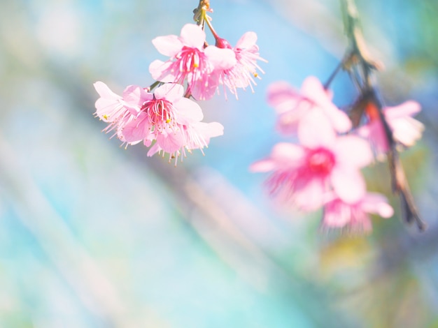 Pink cherry blossoms flower in full bloom.