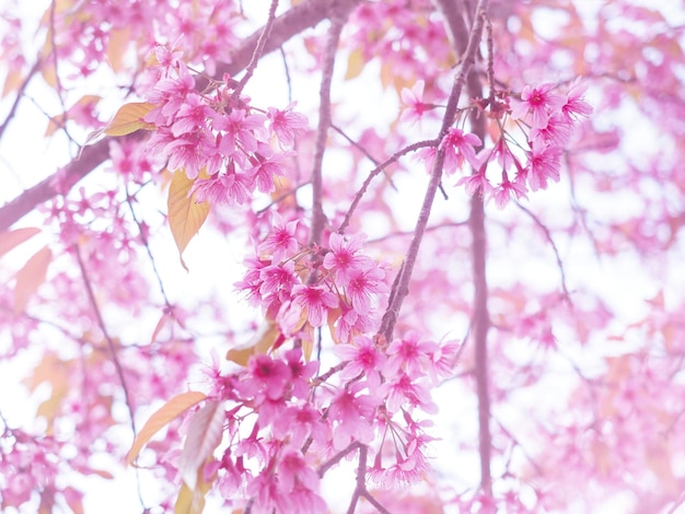 Pink cherry blossoms flower in full bloom