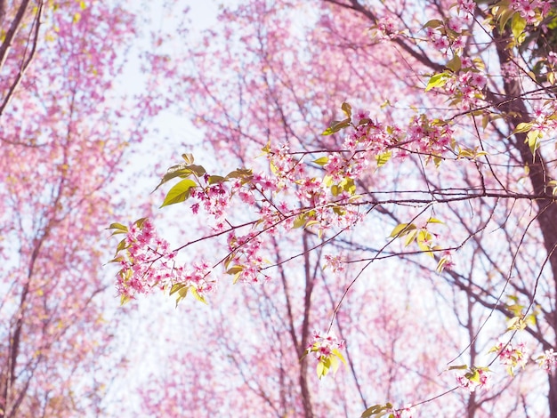 Pink cherry blossoms flower in full bloom