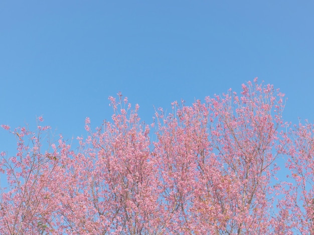 Pink cherry blossoms flower in full bloom