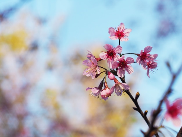 Pink cherry blossoms flower in full bloom