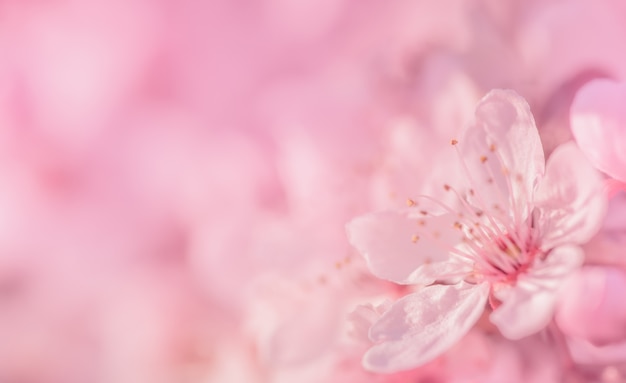 Pink cherry blossoms, macro spring background