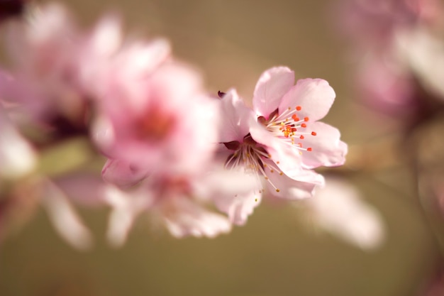 Pink cherry blossoms soft focused close up in spring garden