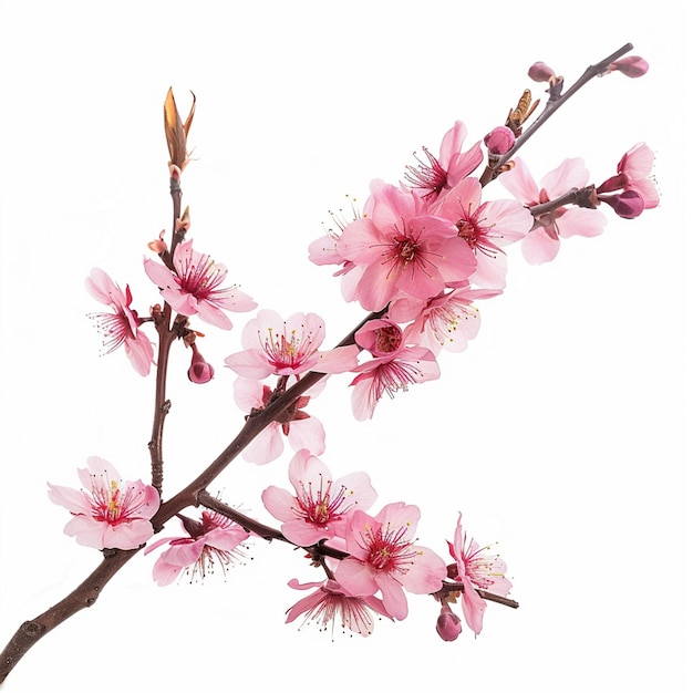 Pink cherry blossoms on white background isolate