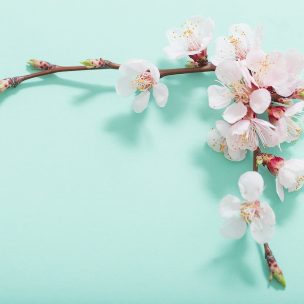 Pink cherry flowers on green background