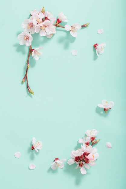 Pink cherry flowers on green background