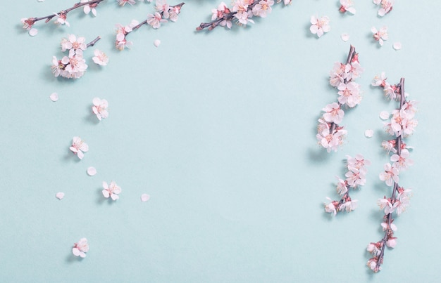 Pink cherry flowers on  paper background