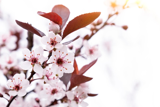 Pink cherry in spring Pink sakura leaves Blossoming apple tree spring background tenderness of natural natural eco cosmetics