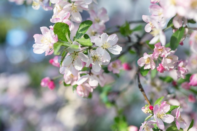 Pink cherry tree blossom on a blurred background Close up selective focus