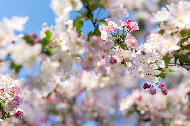 Pink cherry tree blossom on a blurred