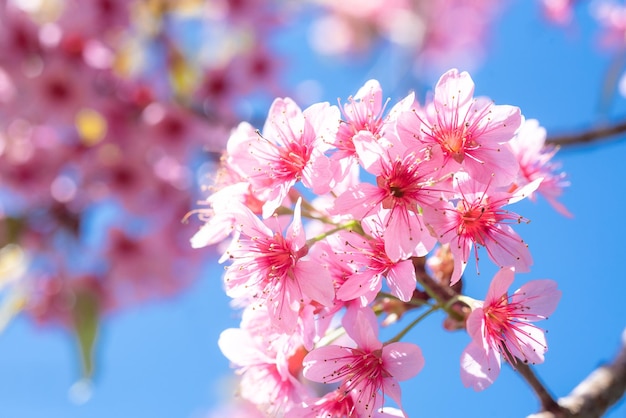 Pink cherry tree blossom flowers blooming in spring easter time against a natural sunny blurred