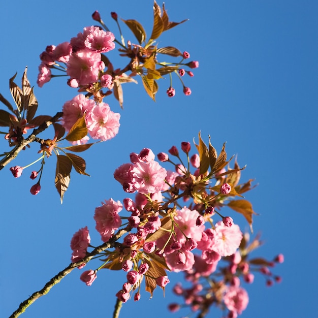 Pink cherry tree buds and blossom in spring